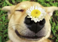 dog flower