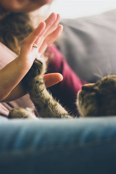 hand and paw check