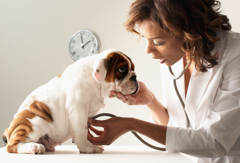 veterinaire stéthoscope