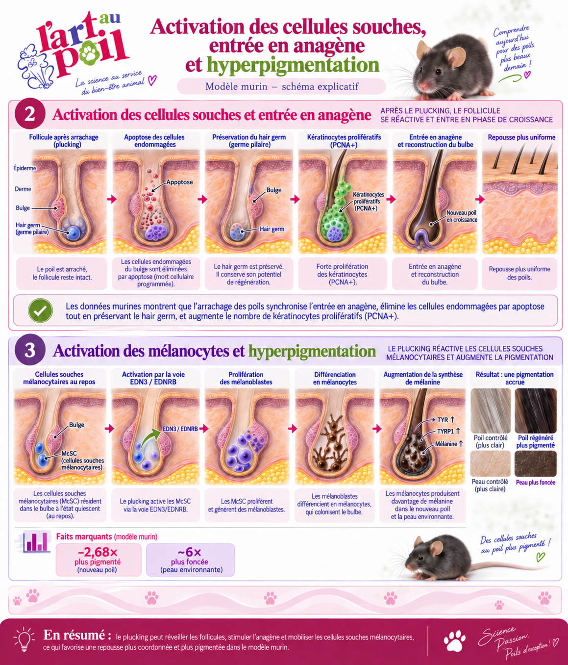 plucking stripping &eacute;pilation chien