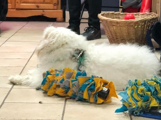 Entraînement aux Soins Animaliers ESAAP 1 - du 11 au 14 avril 22