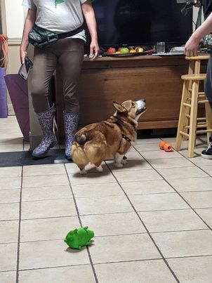 Entraînement aux Soins Animaliers ESAAP 2 - 16-17 & 23-24 juin