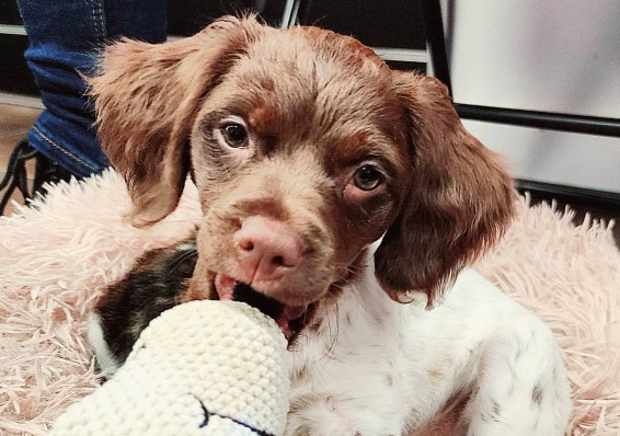 Apprenti toiletteur chiots, soins coopératifs, toilettage et comportement