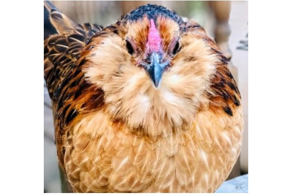 Training for happy chicken owners